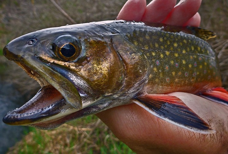 Do czterech razy sztuka. Znowu można już grać w Fishing Hero